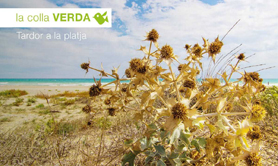 La Colla Verda organitza una nova campanya de voluntariat en les platges de Sagunt