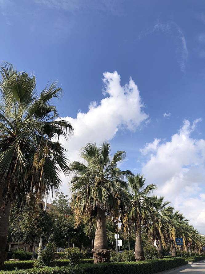 Las palmeras de Sagunto tendrán sensores de movimiento para detectar los riesgos de caídas de palmas en la vía pública
