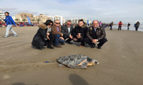 Sagunt clausura la seua exposició ‘Sagunt, fets d’aigua’ amb una solta de tortugues marines
