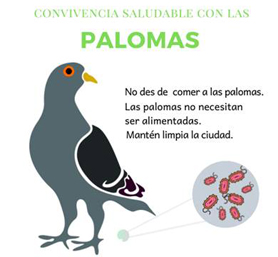 Sanitat informa dels riscos de donar menjar als coloms
