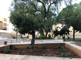 L’Ajuntament de Sagunt incorpora noves plantacions d’arbres i arbustos per a donar més vida a la plaça del Pi