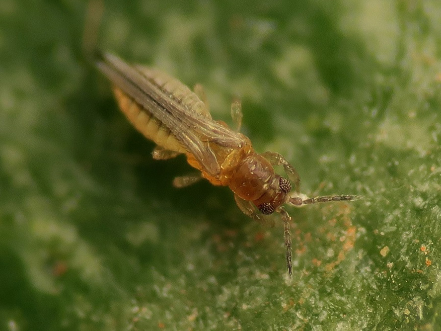 El Pleno aprueba por unanimidad apoyar a los citricultores valencianos ante la plaga de Scirtothrips aurantii