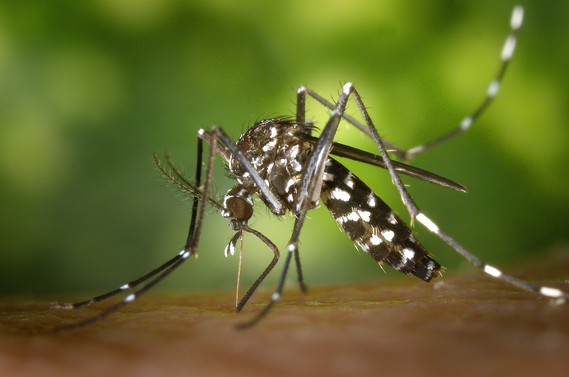 L'Ajuntament de Sagunt combatrà la proliferació del mosquit tigre